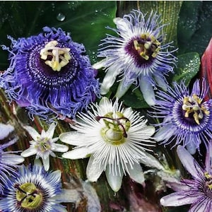 May include: A close-up of several passion flowers in various stages of bloom. The flowers display a range of colors, including deep purple, white, and lavender, with intricate, fringed petals and prominent central structures. Green leaves provide a backdrop.