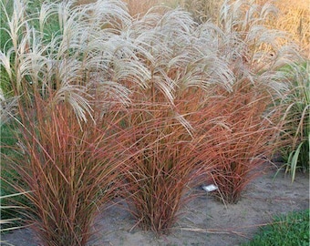 FIRE Grass Graziella White Plumes Miscanthus sinensis Red Orange Fall Color Perennial Ornamental 1 Live Plant Clumping Fast Growing Plants