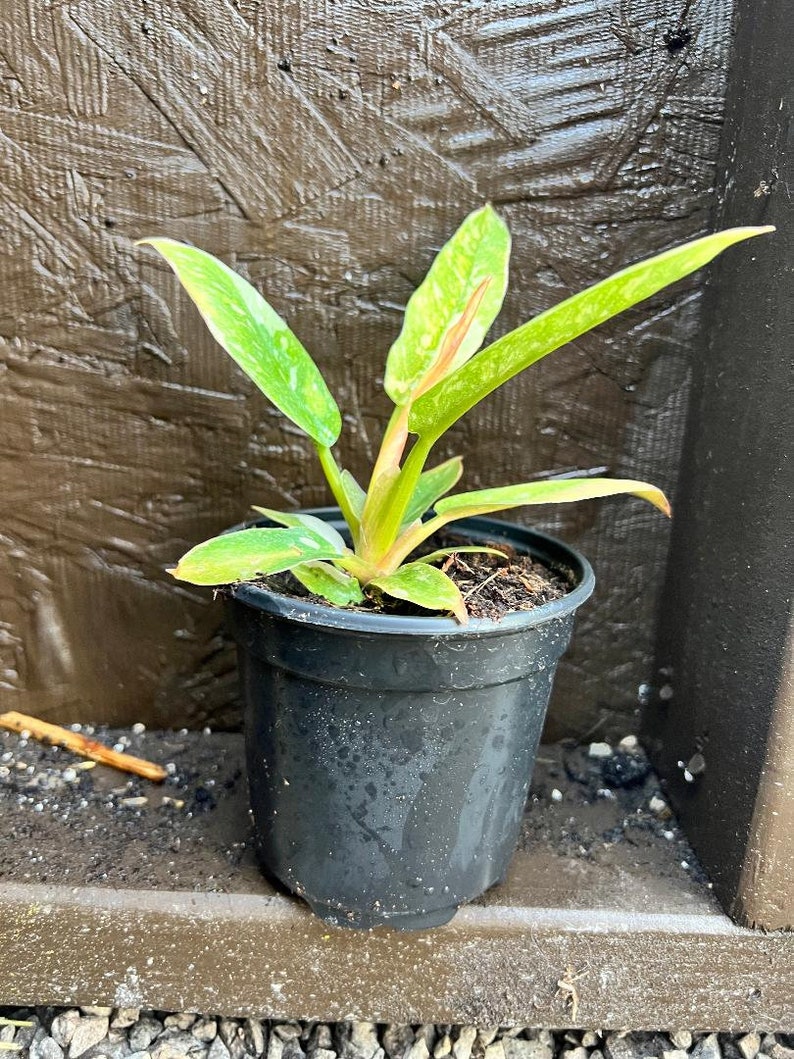 Philodendron Ring Of Fire - Thumbnail 3