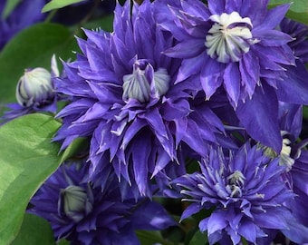 LAST STOCK of YEAR - Clematis Multi Blue Double Bloom Vine Live Plants Flowers House Plant Perennial