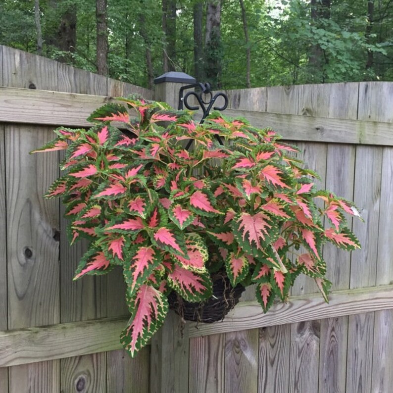 10 Seeds Rainbow Festive Dance Coleus Flower Packet House - Etsy