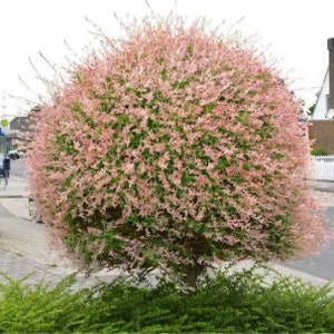 Pink Willow Shrubs Salix Integra 'Hakuro Nishiki' White Dappled Small Starter Live Plant DEER RESISTANT