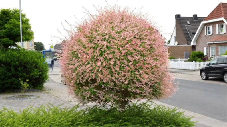 Pink Flamingo Willow Shrubs Salix Integra 'Hakuro Nishiki' White Dappled Small Starter Live Plant DEER RESISTANT image 1