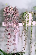 CHRISTMAS SALE - Get Both Pink String of Hearts and String of Turtles - Combo Pack - Hanging Baskets - Rare Houseplants - Perfect Gift