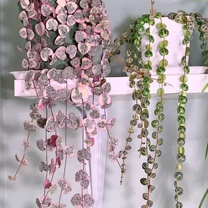May include: Two potted String of Hearts plants. One features pink and green variegated heart-shaped leaves cascading from a dark pot. The other has green and white heart-shaped leaves in a white pot. Both are on a white shelf.