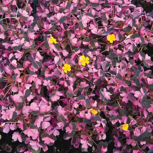 May include: A close-up of a patch of pink and green foliage with small yellow flowers. The leaves have a dark green center with a pink border.