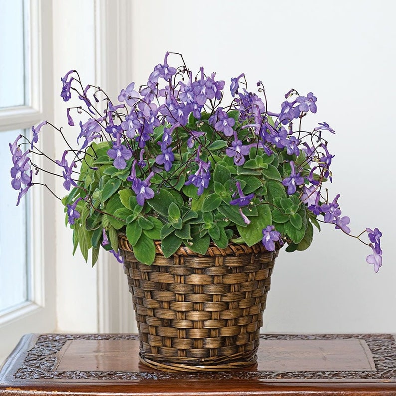 K&ouml;nnte beinhalten: Eine Topfpflanze mit leuchtend violetten Bl&uuml;ten und gr&uuml;nen Bl&auml;ttern. Die Pflanze befindet sich in einem geflochtenen braunen Korb, der auf einem Holztisch steht. Die Bl&uuml;ten haben ein zartes, kaskadenartiges Aussehen.