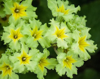 Lime Green Primula Primrose ‘Francesca’ Polyantha Perennial Live Plant Flowers Perennial zone 4-9 USA Seller