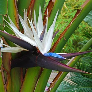 May include: Close-up of a Bird of Paradise flower. The flower has white, blue, and purple petals, with a dark purple sheath. The plant has green leaves and stems, with a blurred green background.