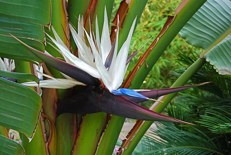 May include: Close-up of a Bird of Paradise flower. The flower has white, blue, and purple petals, with a dark purple sheath. The plant has green leaves and stems, with a blurred green background.