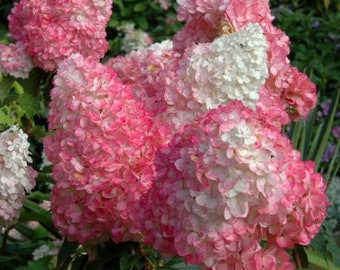 Pink Diamond Hydrangea Cuttings plants Japanese Plant LIVE Bush Tree Small Starter Fast Growing Tree Spring Flowers RARE