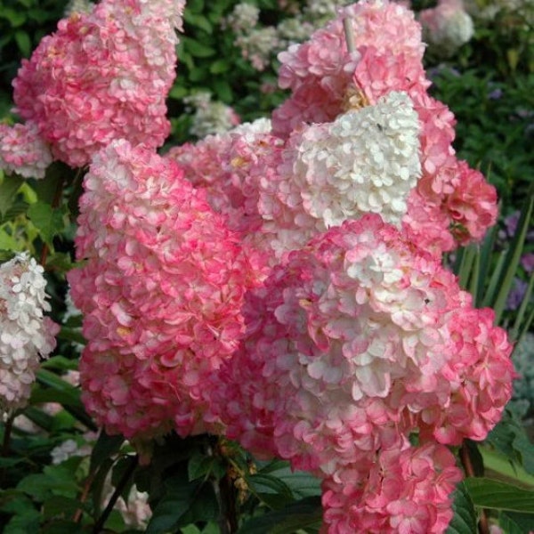 Pink Diamond Hydrangea Cuttings plants Japanese Plant LIVE Bush Tree Small Starter Fast Growing Tree Spring Flowers RARE