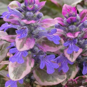 May include: Close-up of a cluster of purple and pink flowers with variegated green and pink leaves. The flowers have a delicate, ruffled appearance.