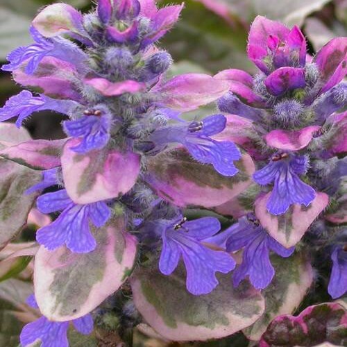 Ajuga BURGUNDY GLOW Ground Cover Bugleweed Live Plant Dark Color Blue Flowers Perennials zone 3-9 USA Seller