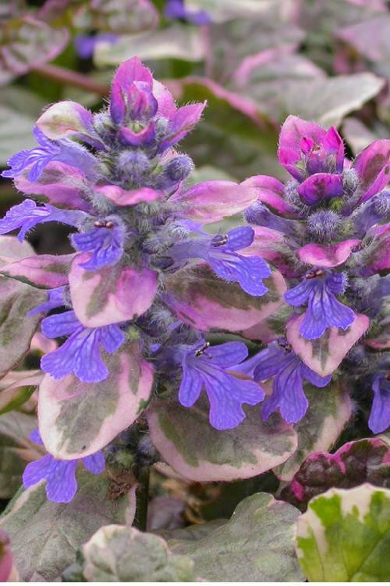 Ajuga BURGUNDY GLOW Ground Cover Bugleweed Live Plant Dark