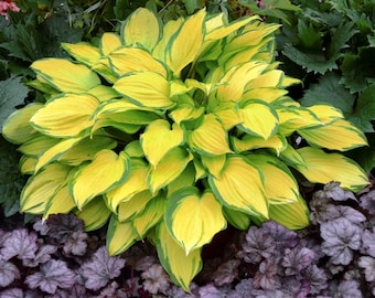 Hosta ISLAND BREEZE Live Plant Perennial mature root bulb rhizome Yellow Orange Lime Green Leaves with RED Stems