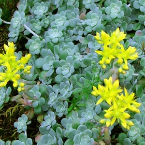 Cuttings Ultimate Rainbow Ground Cover Stonecrop Sedum Pack MIX Live Plants Landscape Plant Cuttings Bundle Easy to Root in Water image 9