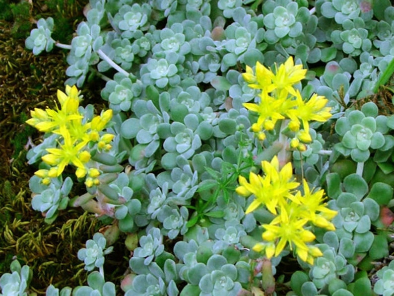 Cuttings Ultimate Rainbow Ground Cover Stonecrop Sedum Pack MIX Live Plants Landscape Plant Cuttings Bundle Easy to Root in Water image 9