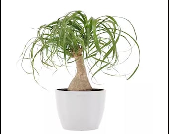 Ponytail Palm Tree House Plant Miniature Succulent Bonsai