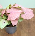 Syngonium Neon Houseplants ppp Pink