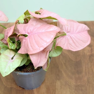 HOUSEPLANT SALE - Syngonium Neon Houseplants ppp Pink Potted Live Plant in Pot indoor Rare Fast Growing Plants Home Decor Gift
