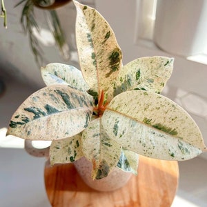 OFERTA DE PRIMAVERA Ficus Shivereana, Árbol de caucho Moonshine, Ficus abigarrado blanco - Plantas de interior