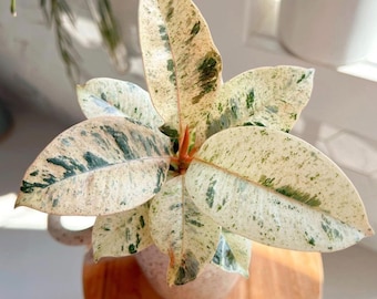 Moonshine Rubber Tree Ficus Shivereana White Variegated Rubber Tree Ficus  - House Plants