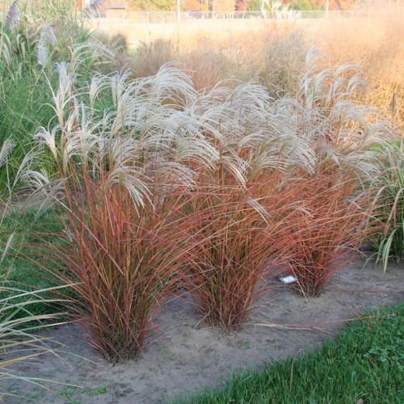 FIRE Grass Graziella White Plumes Miscanthus sinensis Red Orange Fall Color Perennial Ornamental 1 Live Plant Clumping Fast Growing Plants image 4