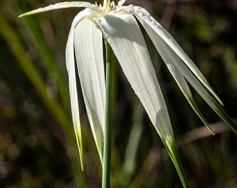 White Top Sedge - Lily Grass - Stunning Easy To Grow Perennial Flower - Starrush Whitetop