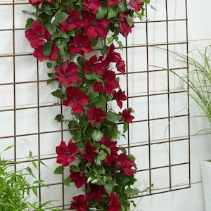 Red Nubia Clematis Vine Live Plants Flowers House Plant Perennial