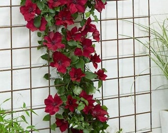 Red Nubia Clematis Vine Live Plants Flowers House Plant Perennial