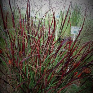 Red Switch Grass Panicum Tall Grows 4' Feet Perennial Ornamental 1 Live Plant Clumping