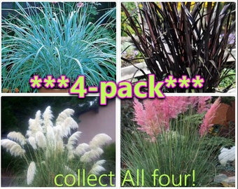 4 Pack Ornamental Grasses Black Blue Pink White for Landscape Live Plants Home Decor Landscaping Design Ideas