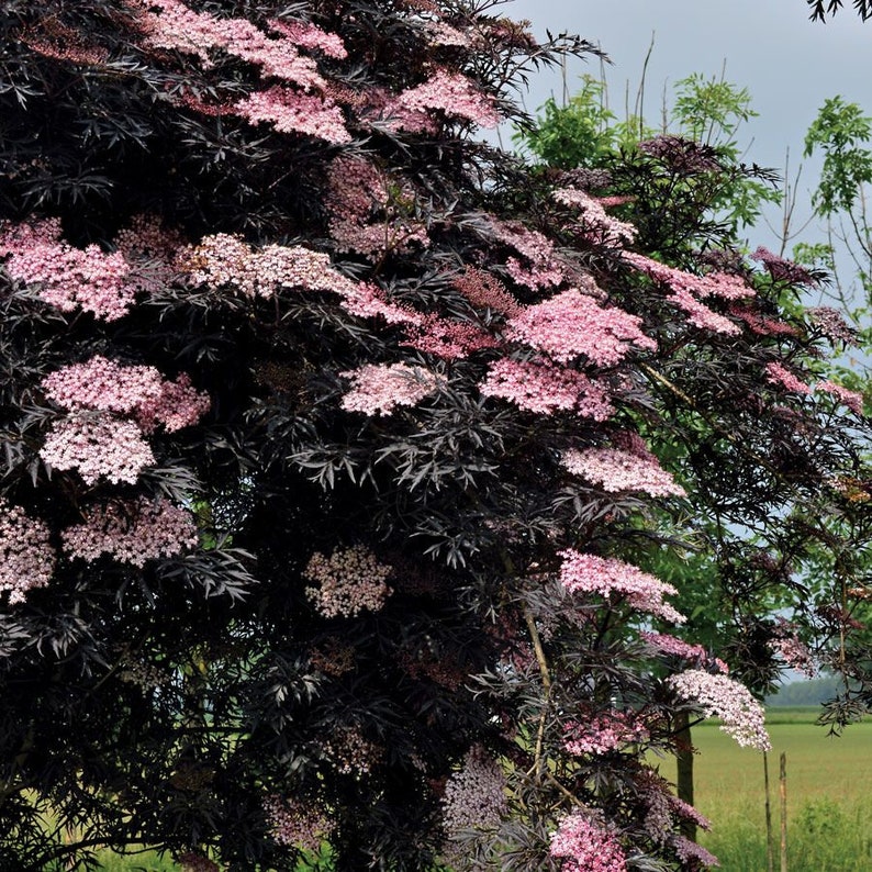 BLACK LACE Sambucus Live Fast Growing Tree Shrub Plant Spring Shipping Now Rare image 5