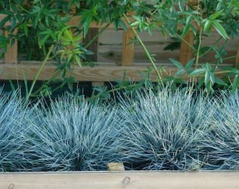 SPRING SALE - Elijah BLUE Grass Perennial Ornamental 1 Live Plant Clumping Non-Invasive