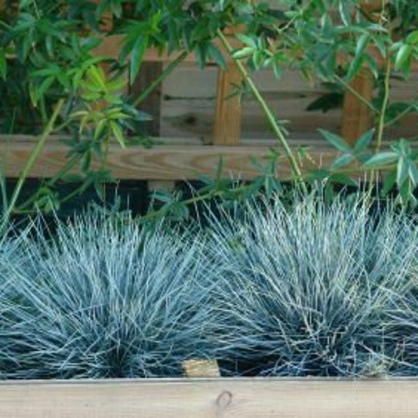 Elijah BLUE Grass Perennial Ornamental 1 Live Plant Clumping Non-Invasive