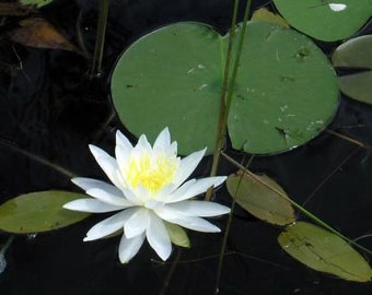 White Water Lily - Stunning Easy To Grow Perennial Flower - Deer Resistant Grows from Canada to Florida Zone 3 to 10