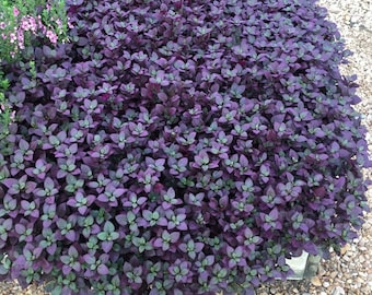 Purple Prince Alternanthera Carpet Plant Josephs Coat Live Plant in Pot indoor small starter USA Seller RARE Fast Growing Plants