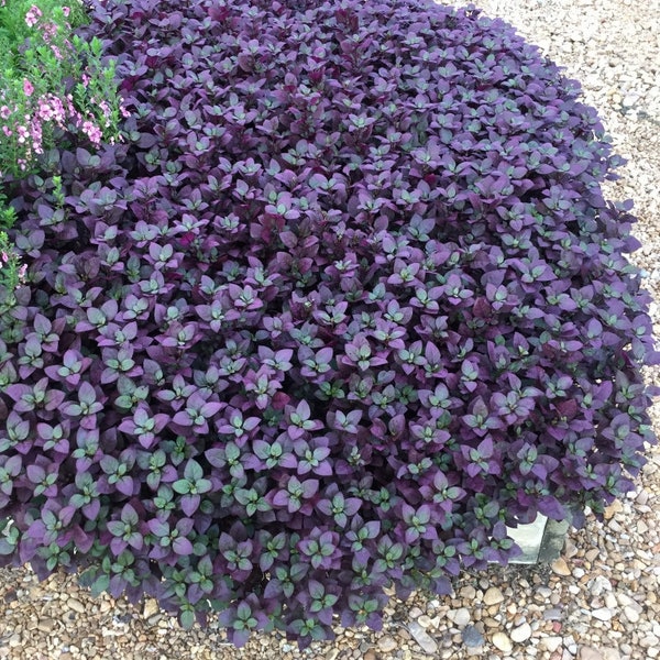 Purple Prince Alternanthera Carpet Plant Josephs Coat Live Plant in Pot indoor small starter USA Seller RARE Fast Growing Plants