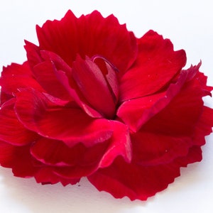 May include: A single, vibrant red carnation flower with ruffled petals, isolated on a white background.