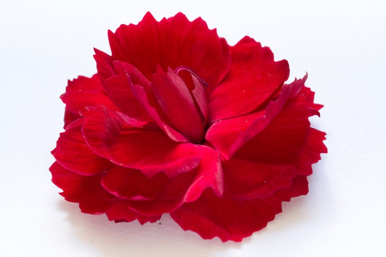 May include: A single, vibrant red carnation flower with ruffled petals, isolated on a white background.