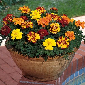 May include: A terracotta-colored ceramic pot overflowing with vibrant marigold flowers. The blooms display a mix of colors, including yellow, orange, and deep red, with some flowers having striped patterns. The pot sits on a brick ledge.