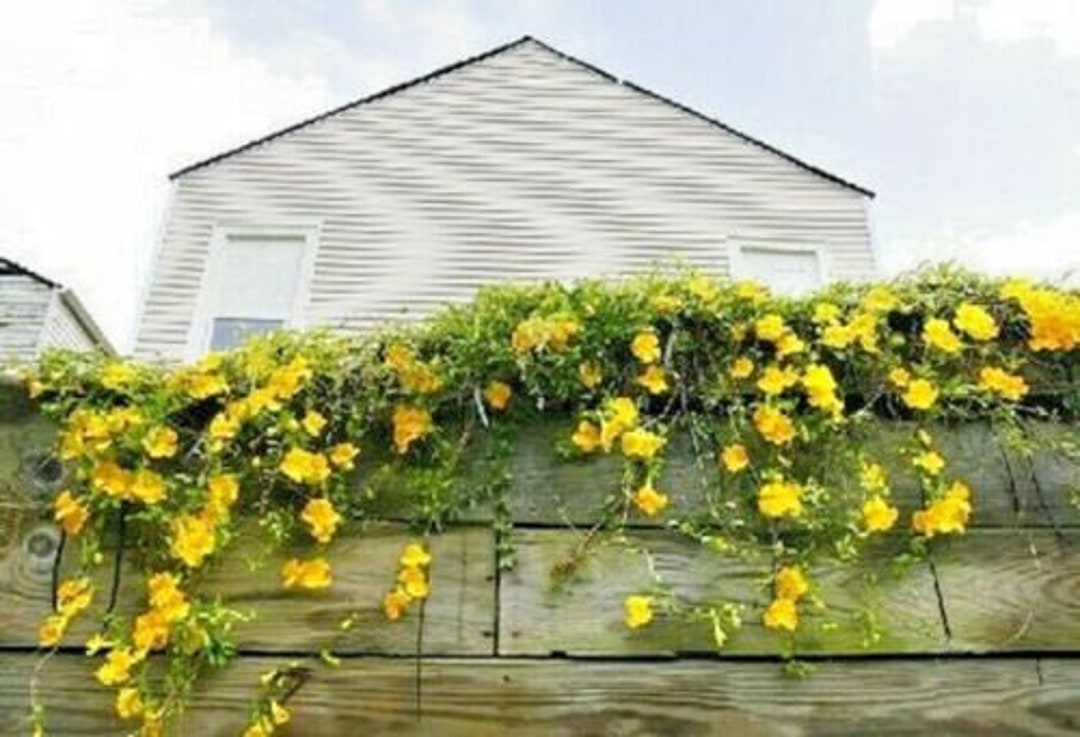 Yellow Trumpet Vine Flower Grow 68 Feet Tall Live Plant Perennial Zone