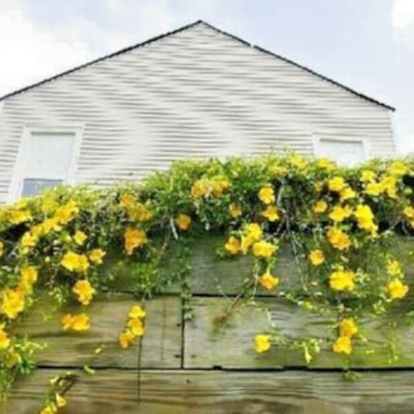 Yellow Trumpet Vine Flower grow 6-8 Feet Tall Live Plant Perennial zone 4-9 USA Seller