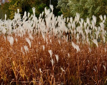 FLAME Grass Adagio White Plumes Miscanthus sinensis Red Orange Fall Color Perennial Ornamental 1 Live Plant Clumping Fast Growing Plants