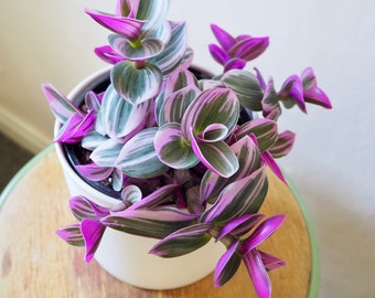 3 Tradescantia Nanouk Cuttings Houseplants Live Plant indoor small starter USA Seller RARE Fast Growing Plants for Home Decor