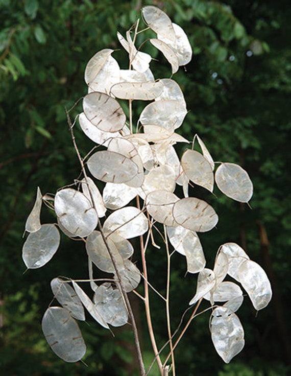 Silver dollar plant discount