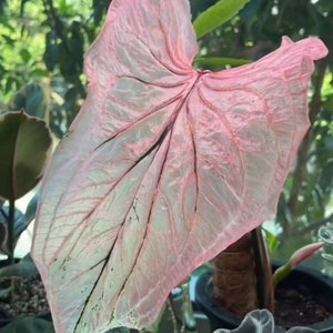 Pink Princess Symphony Caladium PPP Plant Houseplants Live Plants Bulbs or 2.5 x 4 Inch Pot Pink Small Starter Pre-Order March image 5