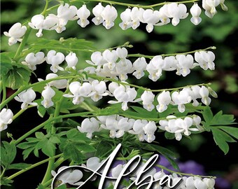Alba Bleeding Hearts Live Plant Perennial Shade Loving Shrubs Fast Growing Plants Zone 4-10 White Flowers