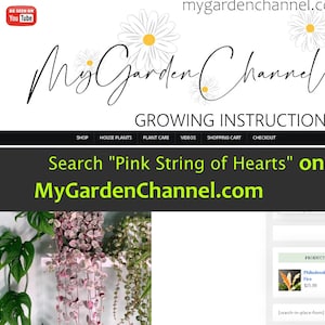 May include: Website screenshot of MyGardenChannel.com, a website selling house plants. The website features a banner image of a pink string of hearts plant hanging in a pot. The text "Search "Pink String of Hearts" on MyGardenChannel.com" is displayed on the banner. The website also features a product listing for a Philodendron Ring of Fire plant.